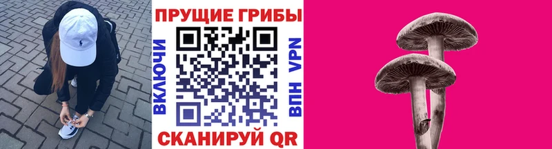 сайты даркнета как зайти  Усть-Кут  Псилоцибиновые грибы Cubensis 